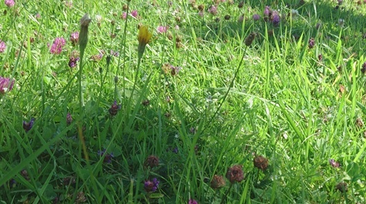 NW-Dienstleistungen - Garten- und Landschaftspflege Allgäu