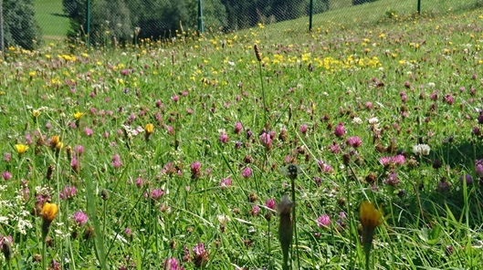 NW-Dienstleistungen - Garten- und Landschaftspflege Allgäu