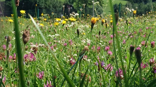 NW-Dienstleistungen - Garten- und Landschaftspflege Allgäu