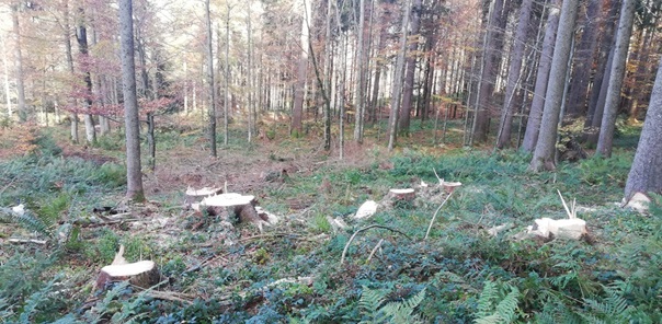 NW-Dienstleistungen - Garten- und Landschaftspflege Allgäu
