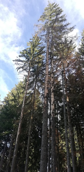 NW-Dienstleistungen - Garten- und Landschaftspflege Allgäu