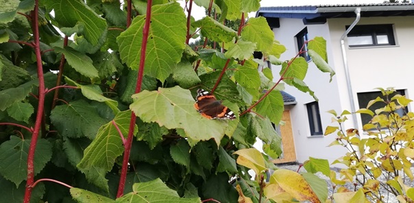 NW-Dienstleistungen - Garten- und Landschaftspflege Allgäu