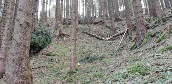 NW-Dienstleistungen - Garten- und Landschaftspflege Allgäu