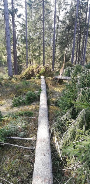 NW-Dienstleistungen - Garten- und Landschaftspflege Allgäu