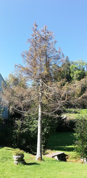 NW-Dienstleistungen - Garten- und Landschaftspflege Allgäu
